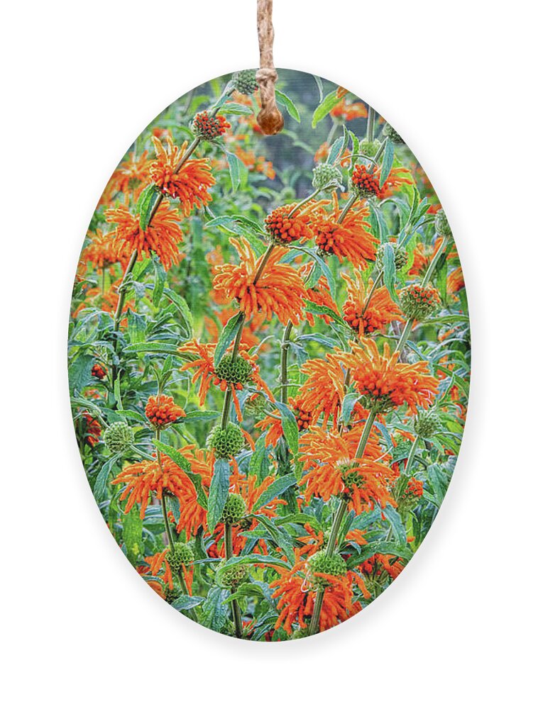 Cape Floral Kingdom Ornament featuring the photograph Orange Infusion by Marcy Wielfaert