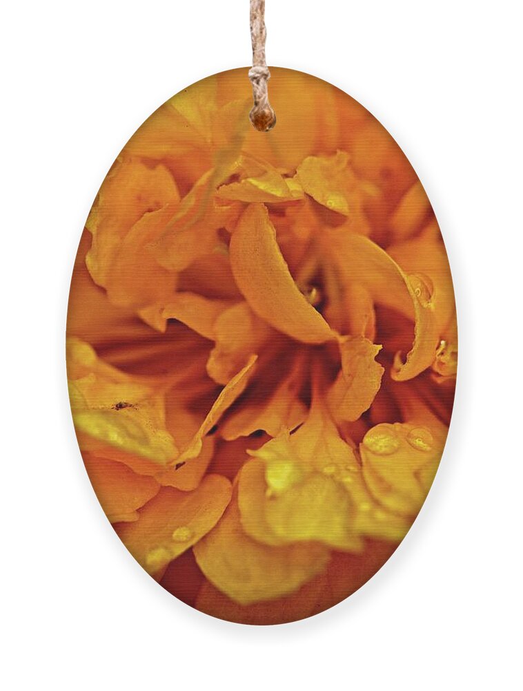 Nature Ornament featuring the photograph Orange Kist by John Benedict