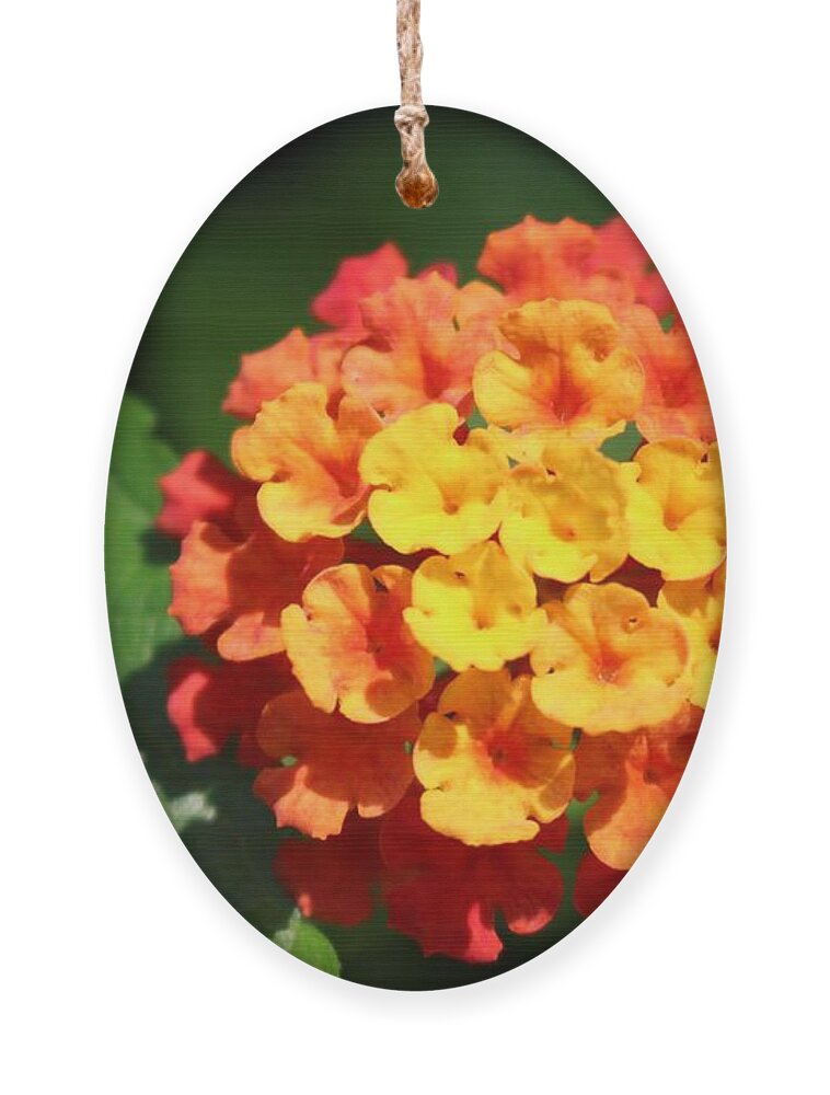 Flower Ornament featuring the photograph Orange Lantana by Christopher Lotito