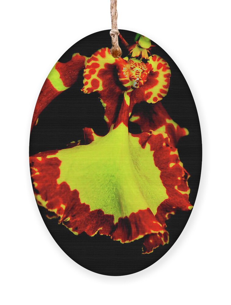 Orchid Ornament featuring the photograph Orchid Study Nine by Meta Gatschenberger