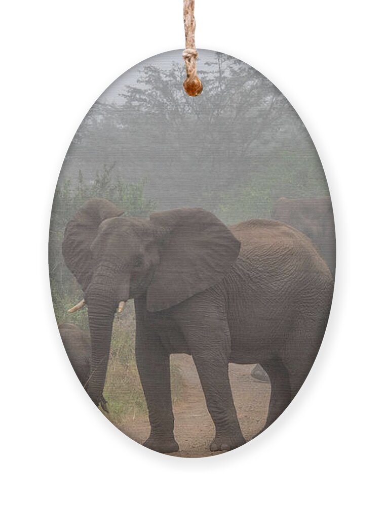 Hluhluwe-imfolozi Park Ornament featuring the photograph Out of the Fog in Hluhluwe by Marcy Wielfaert