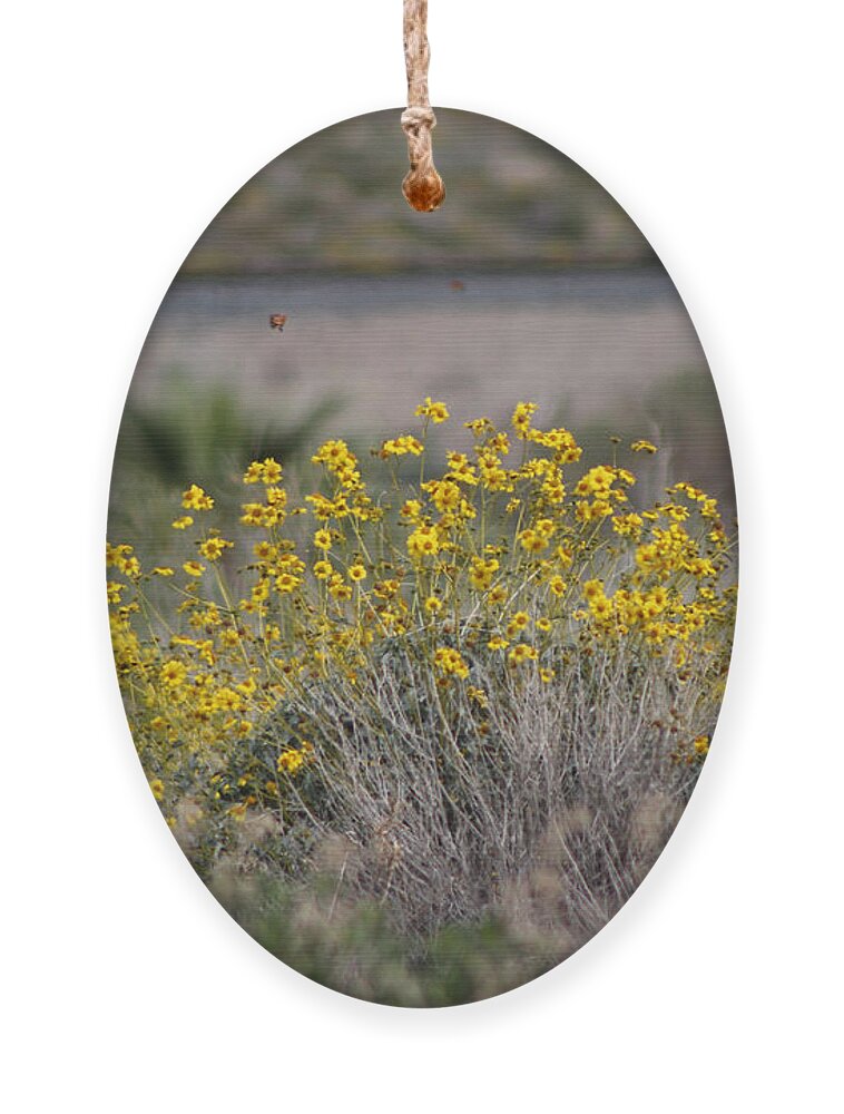 Butter Yellow Ornament featuring the photograph Painted Ladies and Brittle Bush Salton Sea by Colleen Cornelius