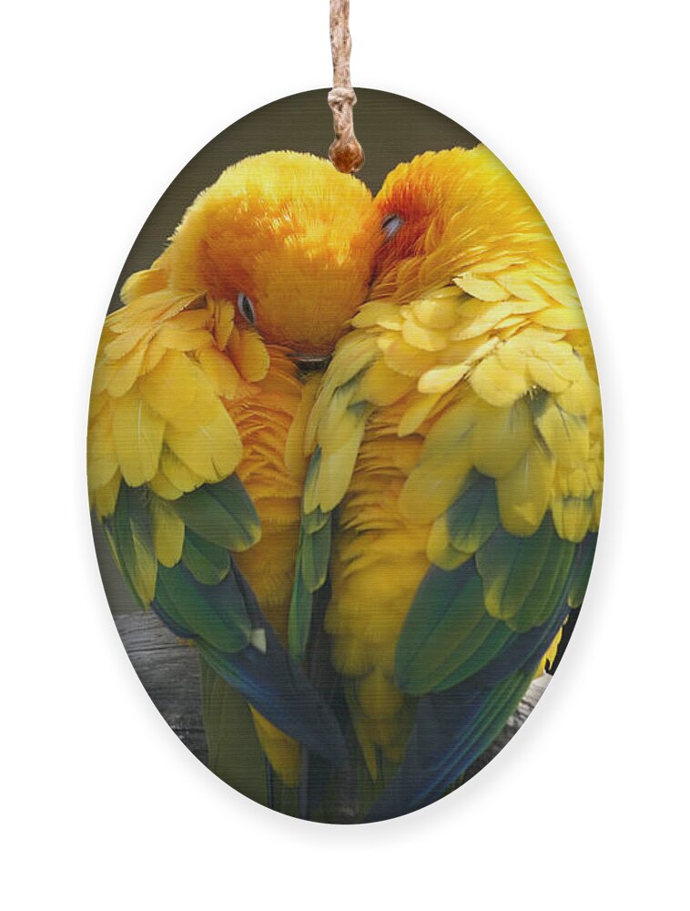Agapornis-fischeri Ornament featuring the photograph Pair Lovebirds by Julia Kuznetsova
