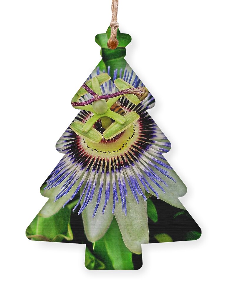 Passion Flower Ornament featuring the photograph Passion Flower Bee Delight by Allen Nice-Webb