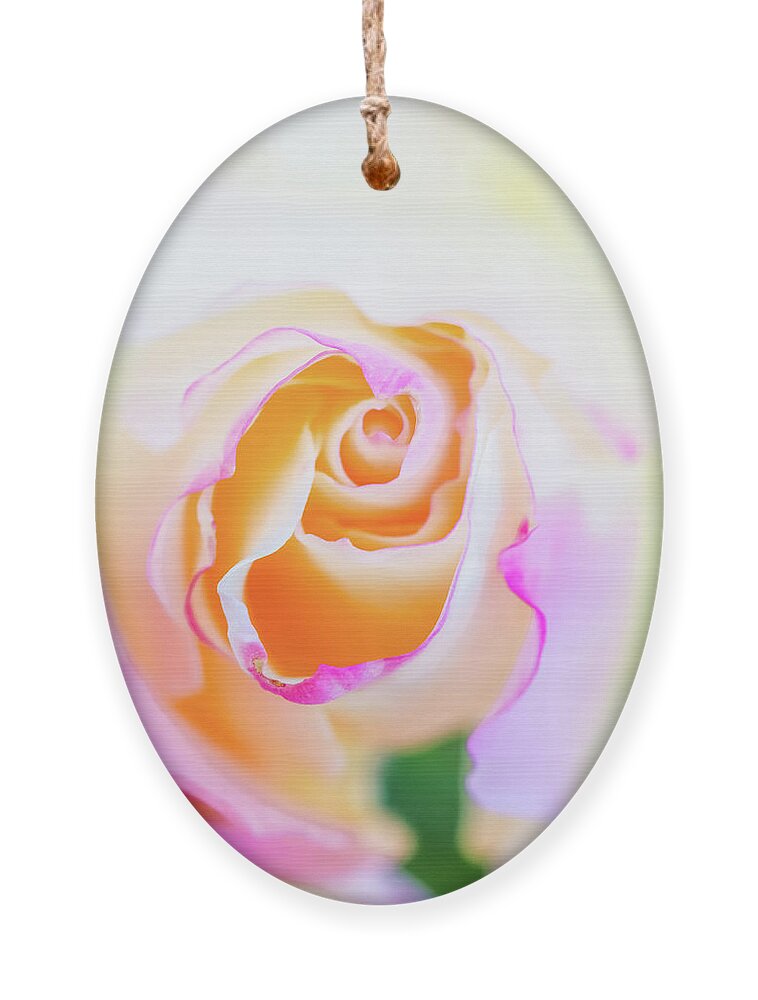Macro Ornament featuring the photograph Pastels by Laura Roberts