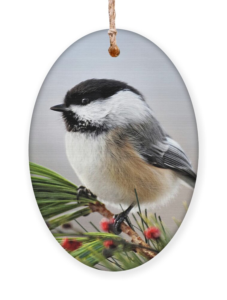 Chickadee Ornament featuring the photograph Pine Chickadee by Christina Rollo