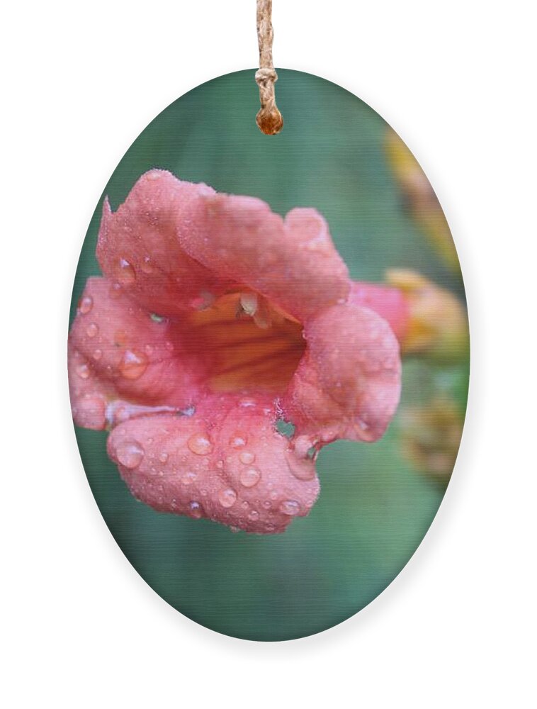 Pink Ornament featuring the photograph Pink Four O Clock by Christopher Lotito
