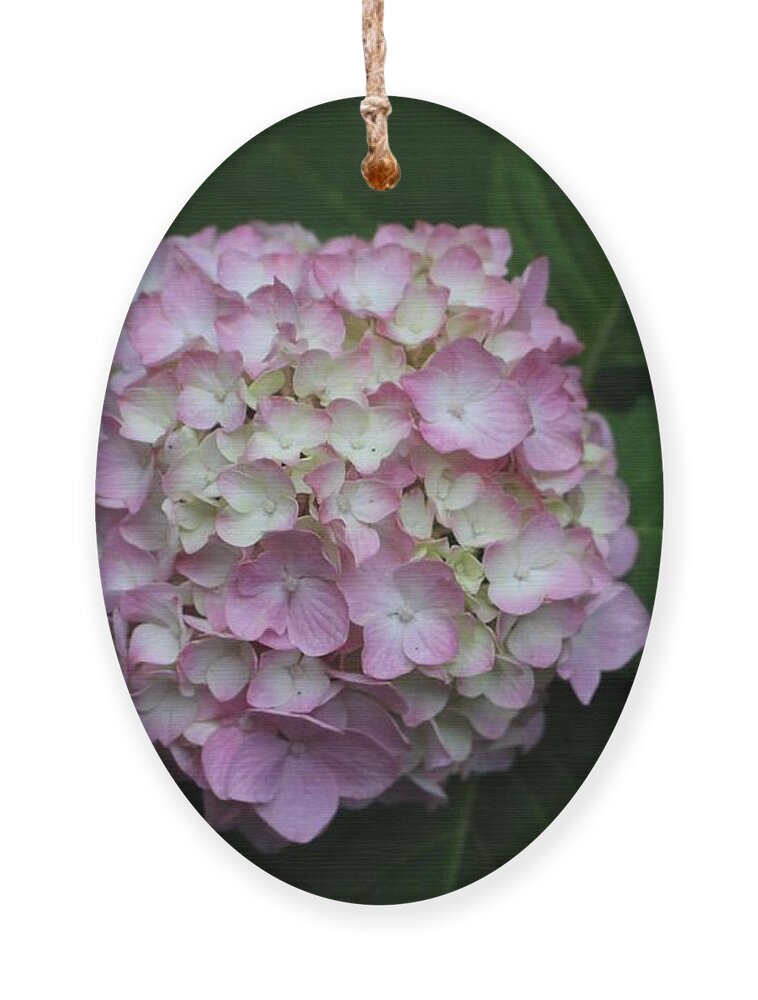 Pink Ornament featuring the photograph Pink Hydrangea by Christopher Lotito