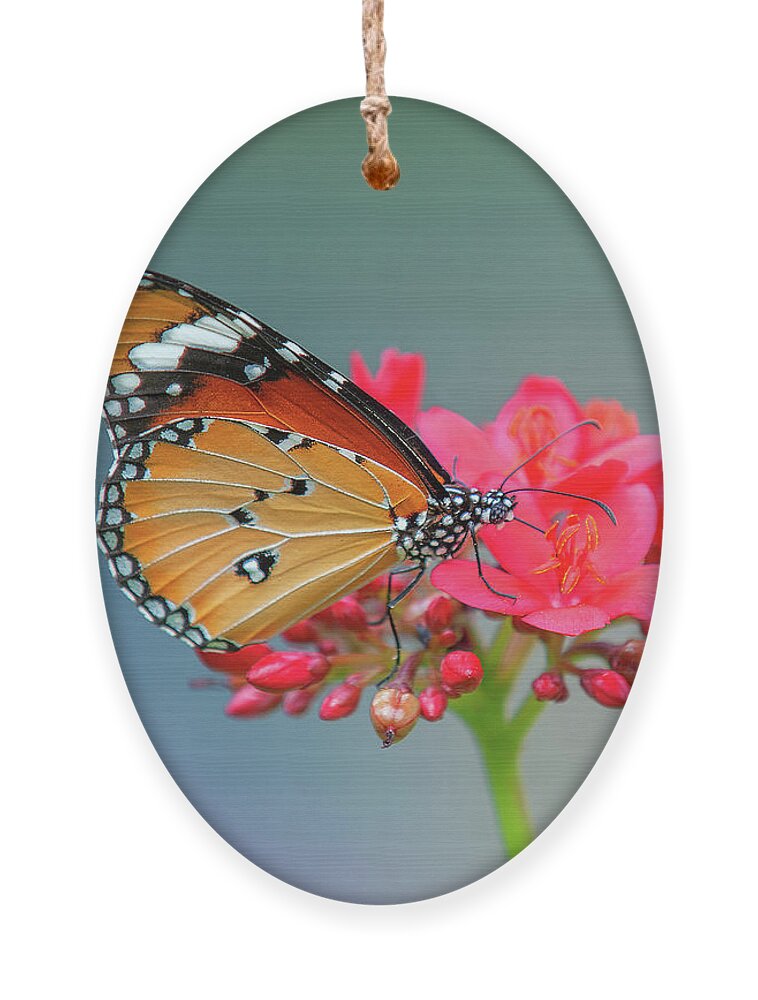 Bangkok Ornament featuring the photograph Plain Tiger or African Monarch Butterfly DTHN0246 by Gerry Gantt
