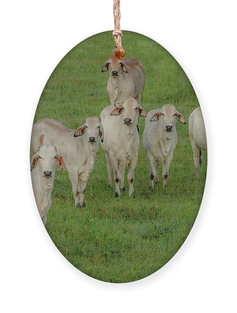 Tennessee Ornament featuring the photograph Please Tell Me You Brought Breakfast, Soft Color by Marcy Wielfaert
