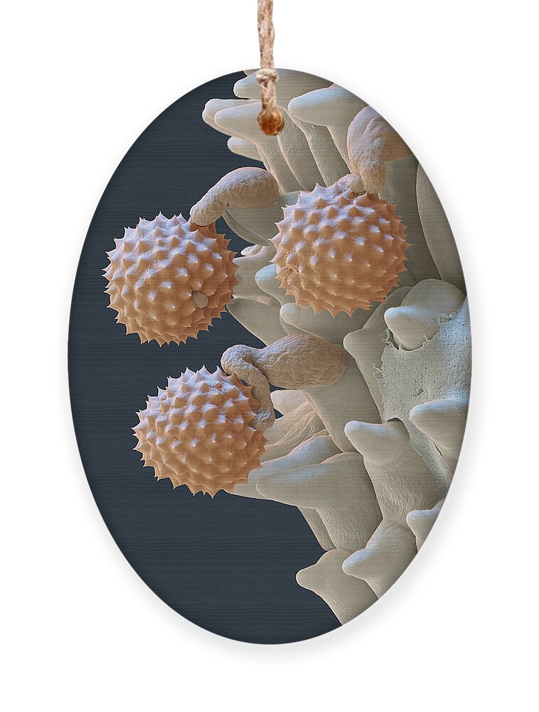 Ambrosia Ornament featuring the photograph Pollen And Pollen Tubes, Sem by Oliver Meckes EYE OF SCIENCE