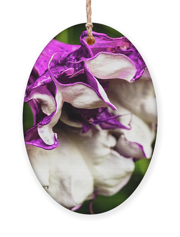 Brugmansia Ornament featuring the photograph Purple Trumpet Flower by Raul Rodriguez