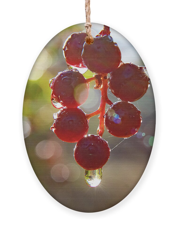 Choke Cherries Ornament featuring the photograph Rain Drops On Choke Cherries by Gary Beeler
