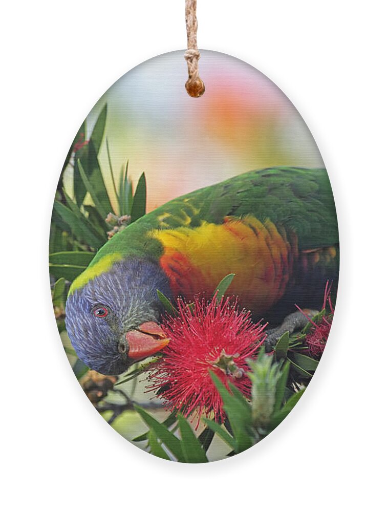 South Ornament featuring the photograph Rainbow Lorikeet Trichoglossus by Dirkr