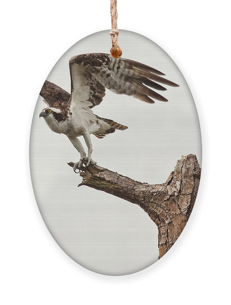 Osprey Ornament featuring the photograph Ready for Takeoff by Jayne Carney