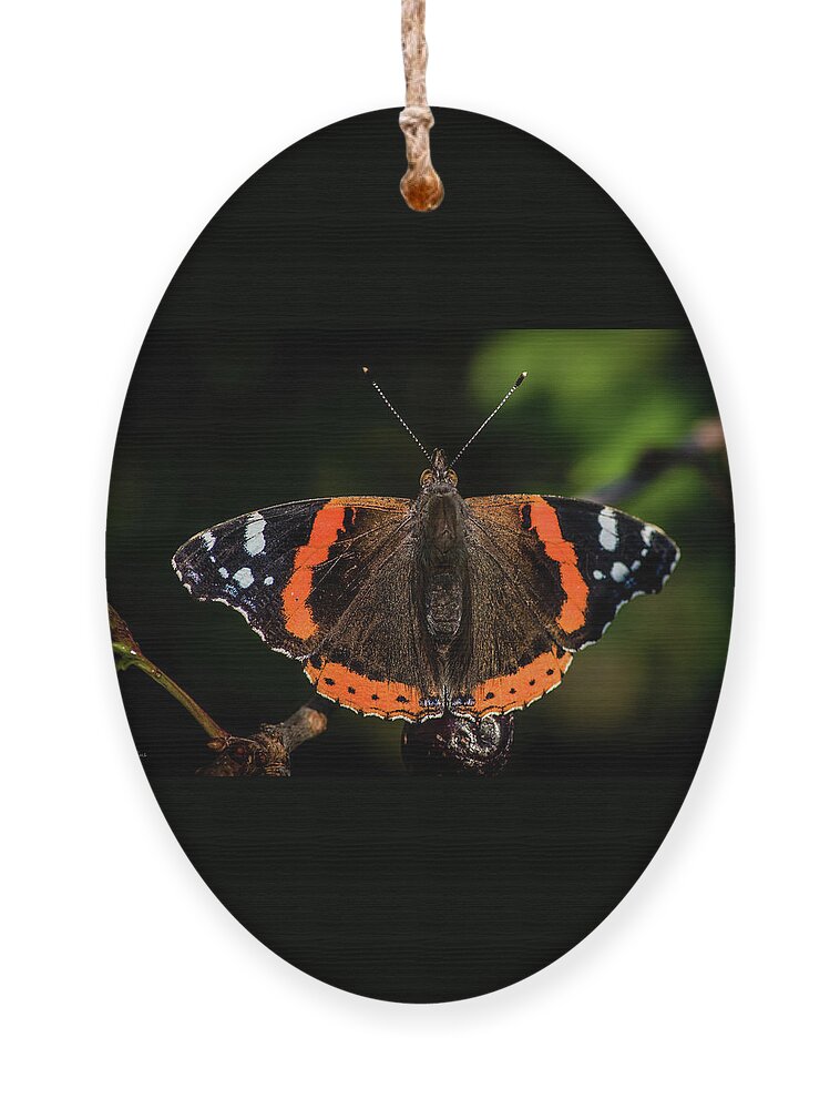 Red Admiral Butterfly Ornament featuring the photograph Red Admiral Butterfly in the cherry tree by Torbjorn Swenelius