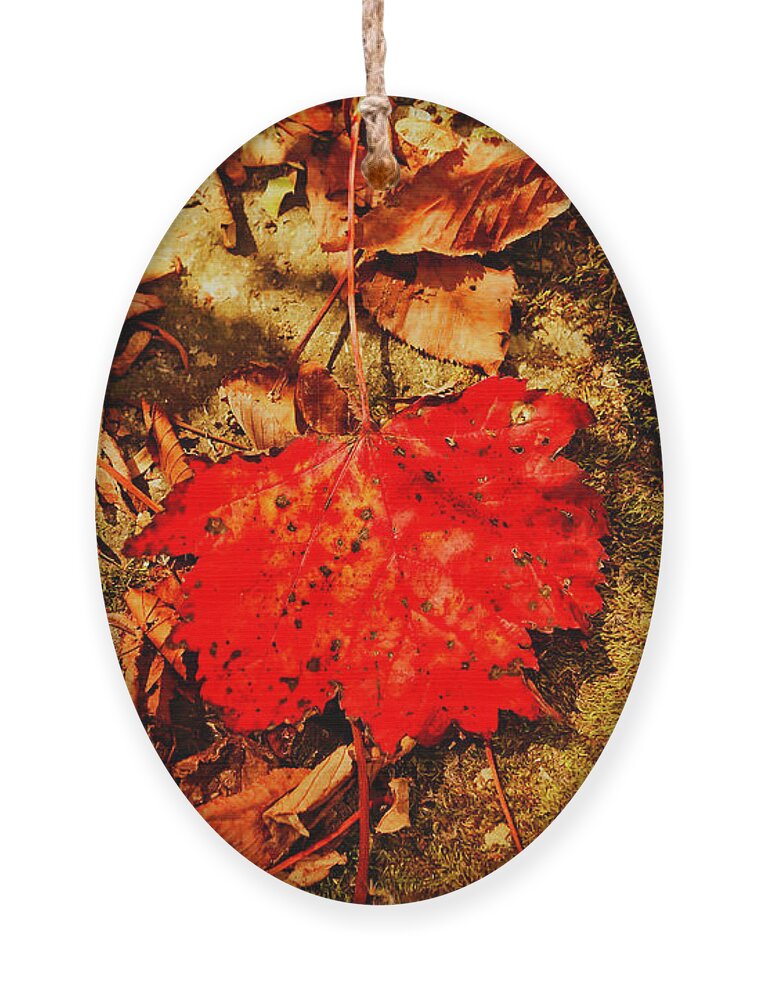 Fall Ornament featuring the photograph Red Leaf on mossy rock by Meta Gatschenberger
