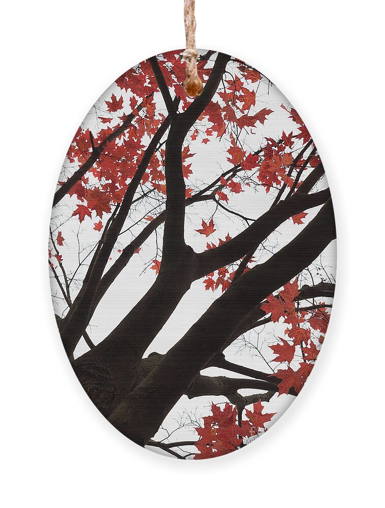 Fall Ornament featuring the photograph Red Maple Tree by Ana V Ramirez