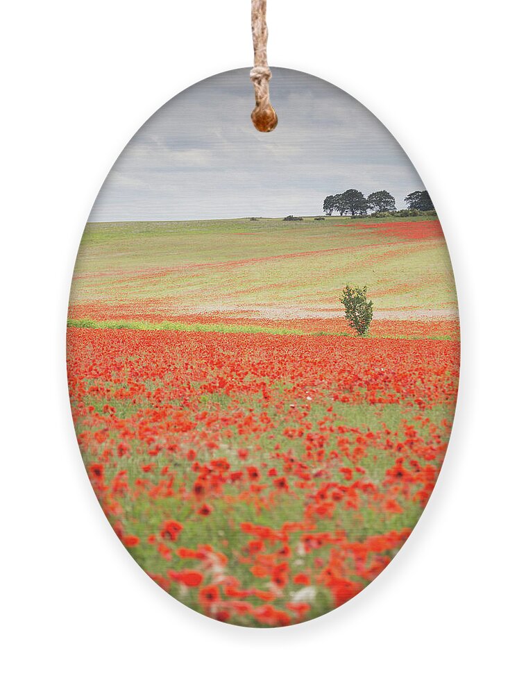 Landscape Ornament featuring the photograph Red poppy field, Norfolk by Anita Nicholson