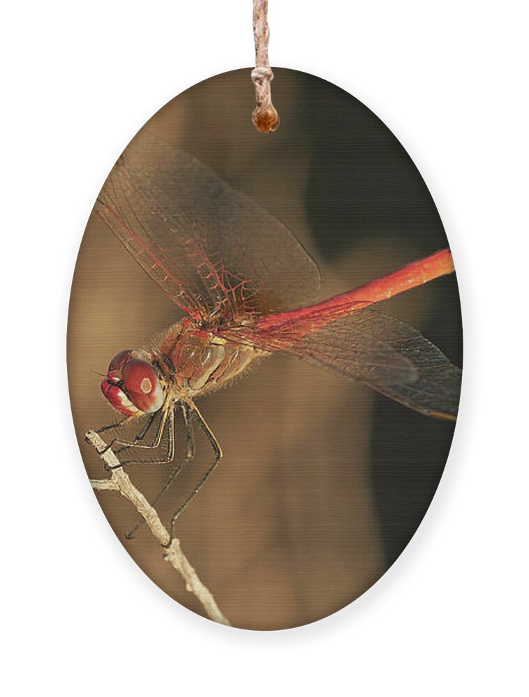 Striolatum Ornament featuring the photograph Red-veined darter Dragonfly by Pablo Avanzini