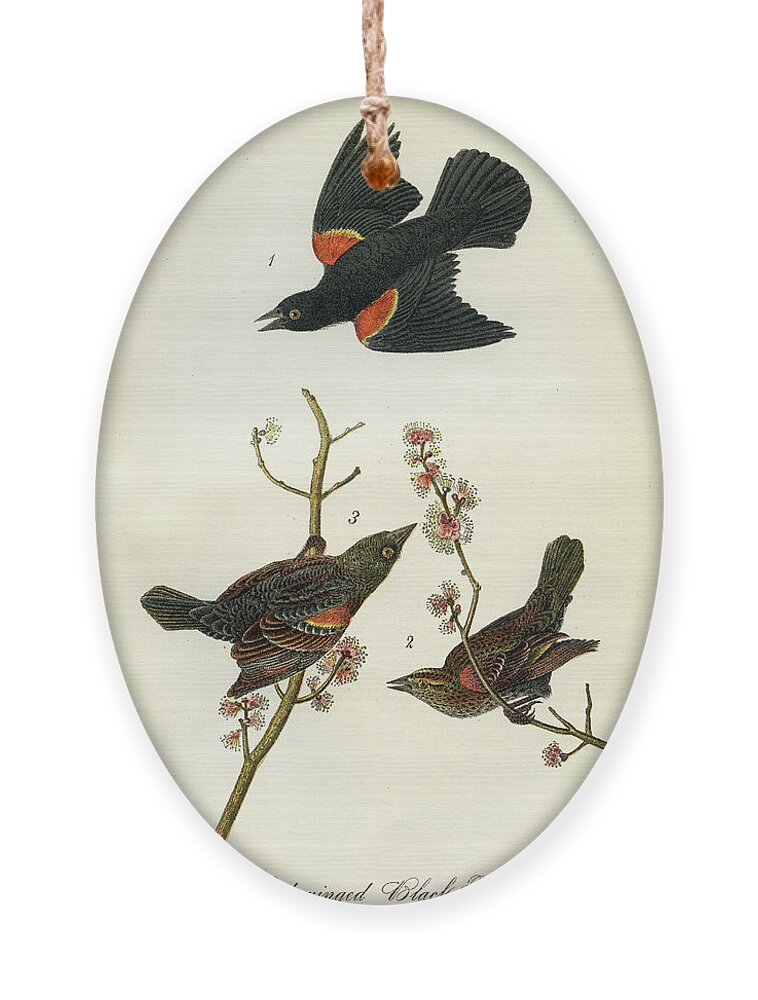Bird Ornament featuring the mixed media Red-Winged Black-Bird by Unknown