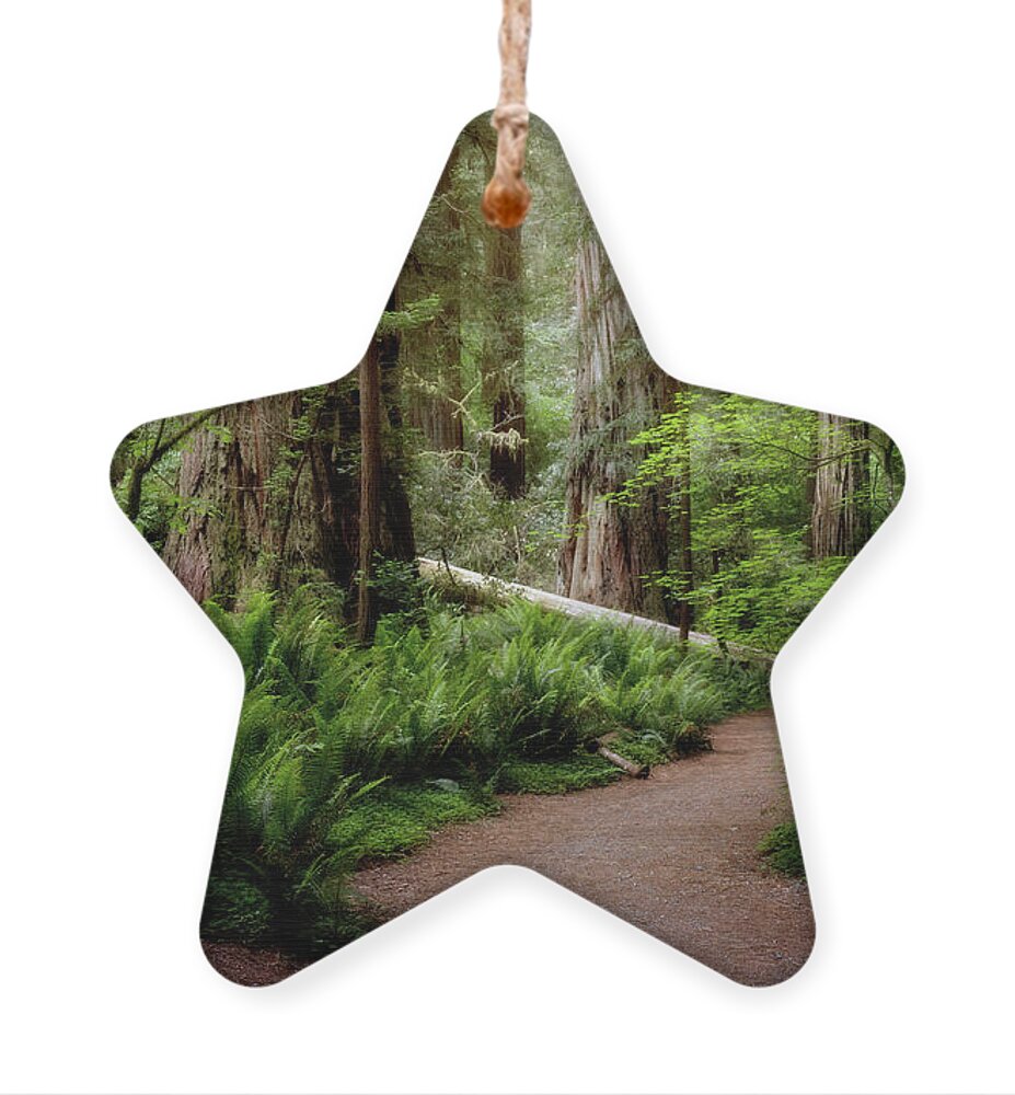 Bark Ornament featuring the photograph Redwood Lush by Lana Trussell