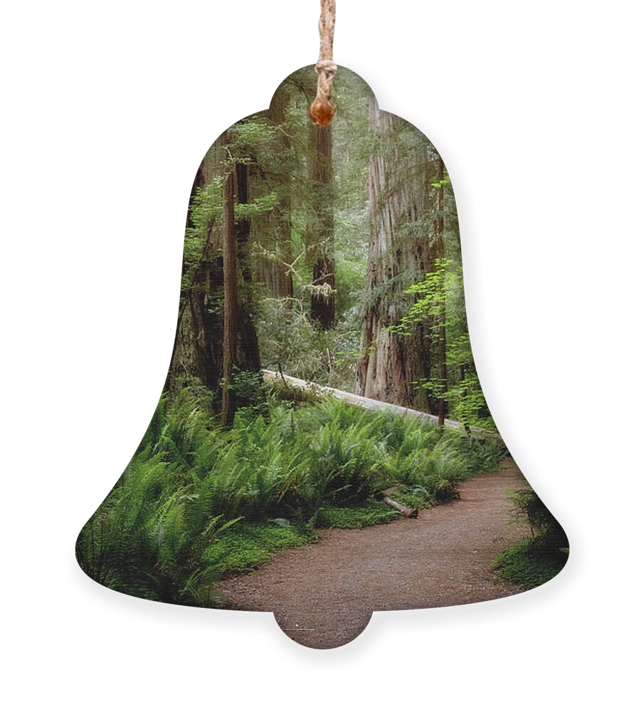 Bark Ornament featuring the photograph Redwood Lush by Lana Trussell