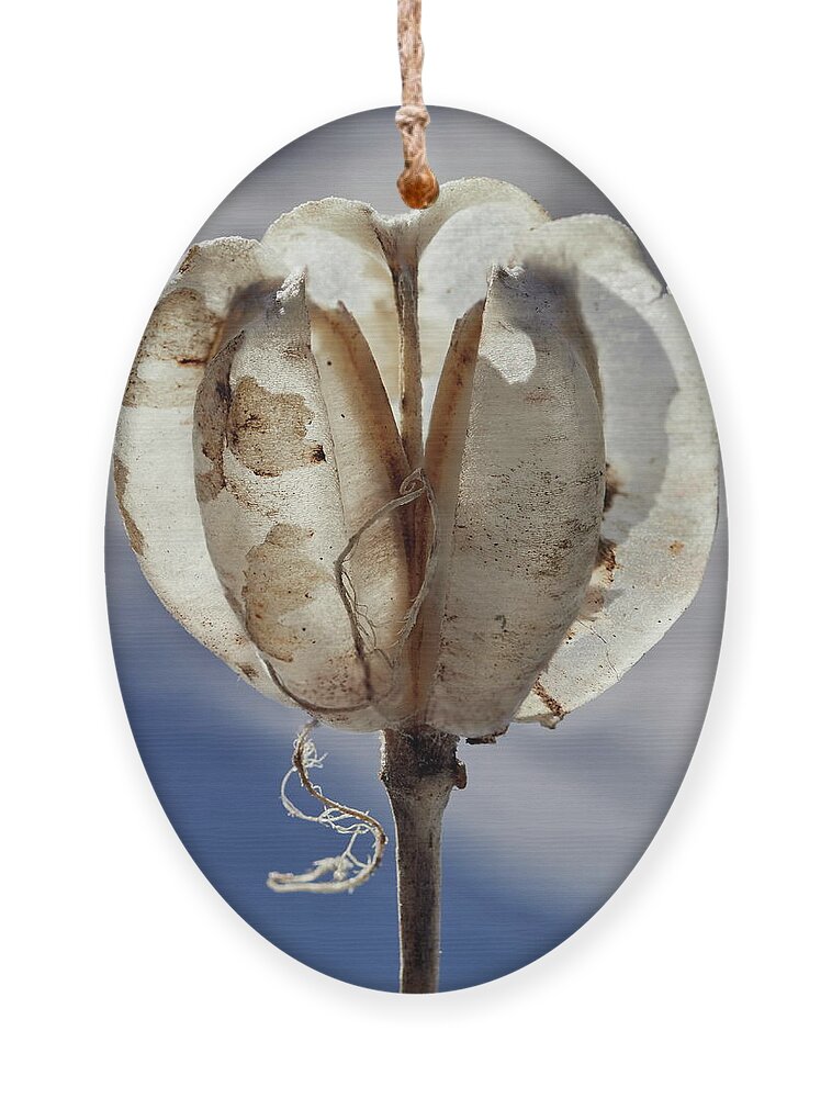 Finland Ornament featuring the photograph Remember the summer. Seedcase of the Martagon lily by Jouko Lehto