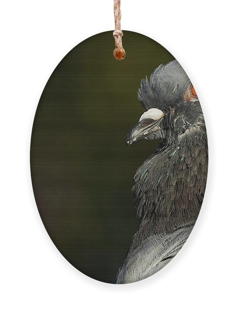 Beak Ornament featuring the photograph Rock Pigeon Columba livia La Caleta Beach Cadiz by Pablo Avanzini