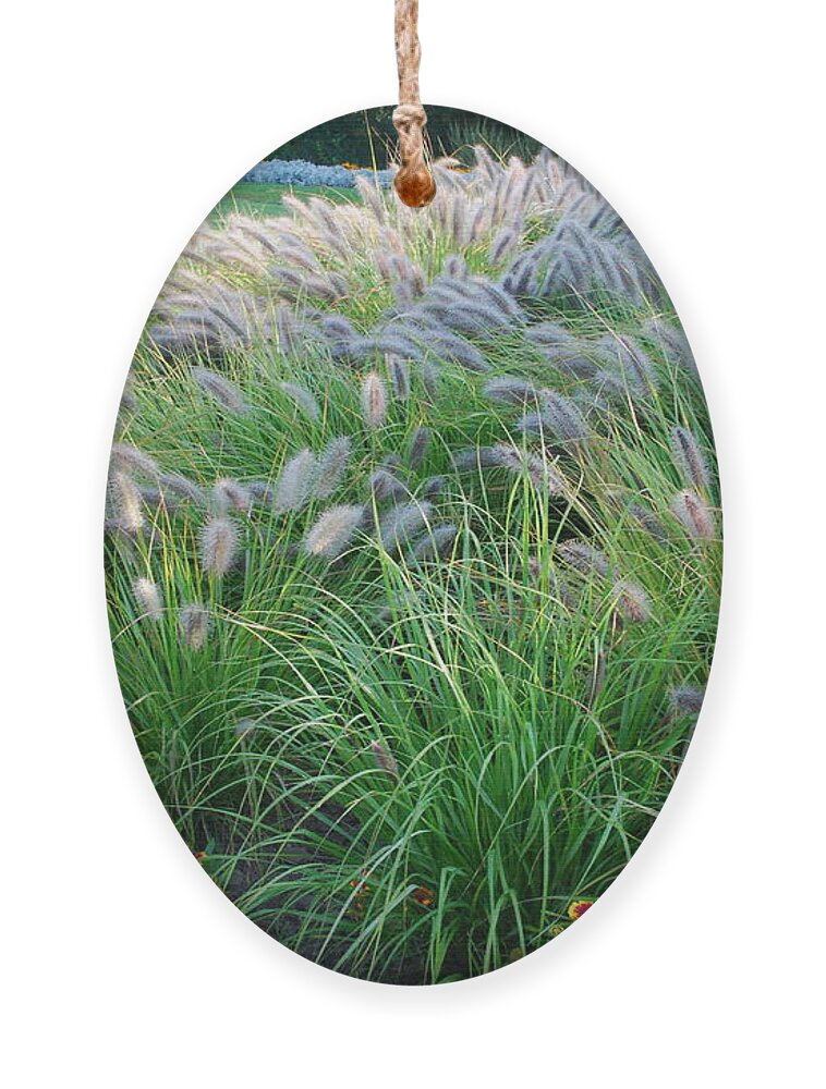 Outdoors Ornament featuring the photograph Root Grass And Blanket Flowers by Ee Photography