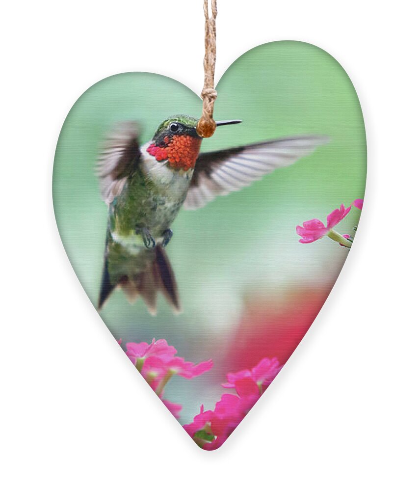 Hummingbird Ornament featuring the photograph Ruby Garden Jewel by Christina Rollo