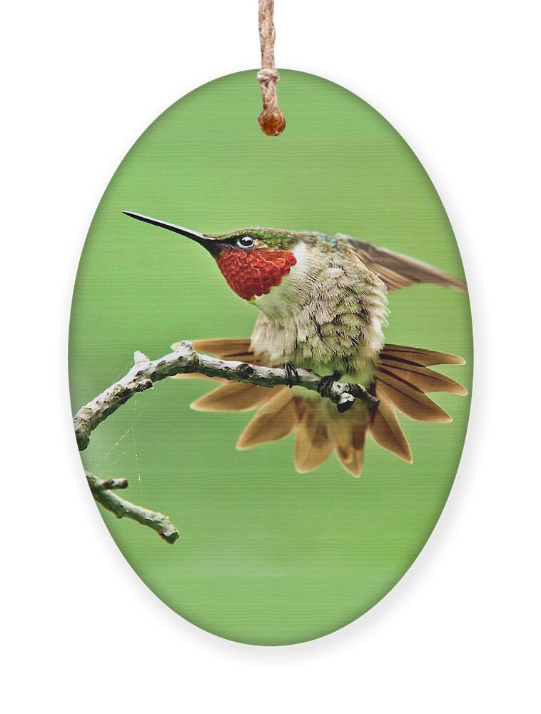 Hummingbird Ornament featuring the photograph Ruby Throated Hummingbird 4 by Christina Rollo