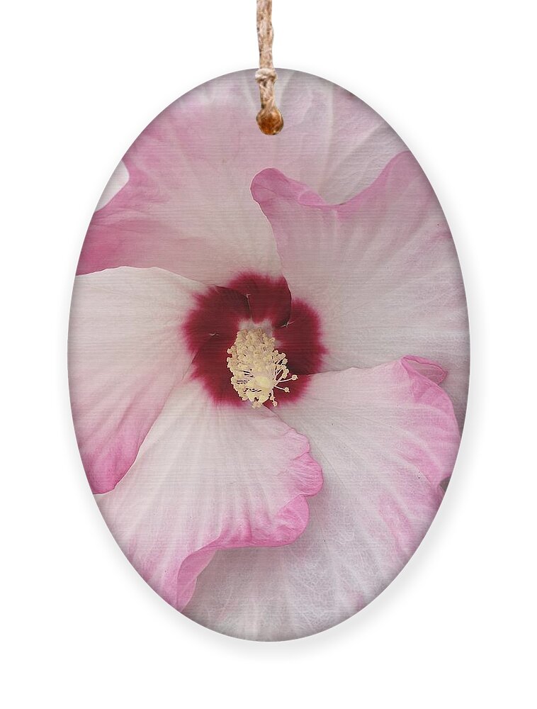 Hibiscus Ornament featuring the photograph Ruffles and Ruby by Anjel B Hartwell