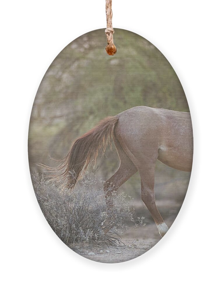 Foal Ornament featuring the photograph Running by Shannon Hastings