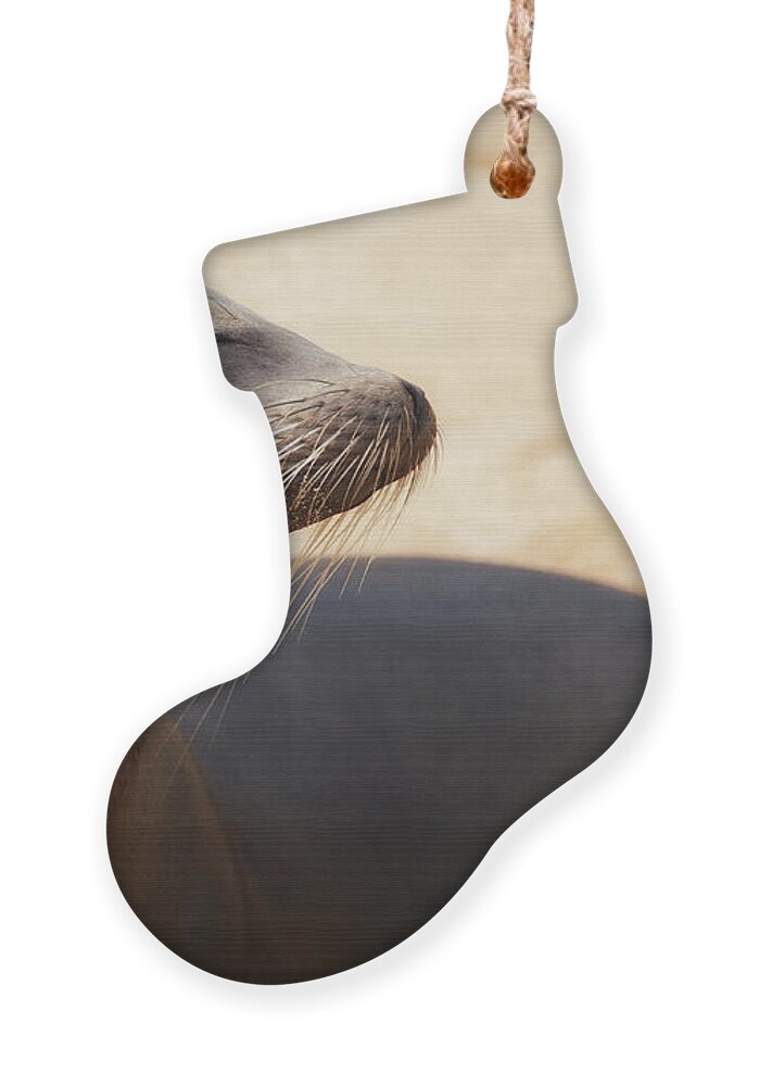 Sea Lion Ornament featuring the photograph Sandy Sleek Serene by Becqi Sherman