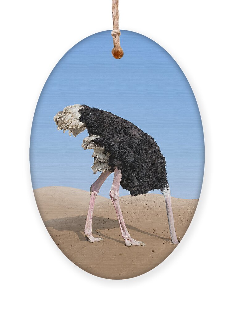 Scared Ostrich Burying Its Head In Sand Ornament by Andrey kuzmin - Pixels