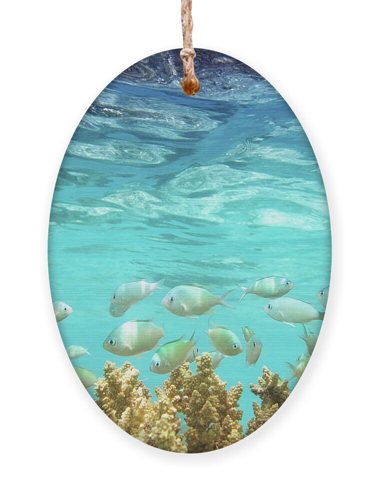 Coral Reef Ornament featuring the photograph School in the Blue Lagoon by Becqi Sherman