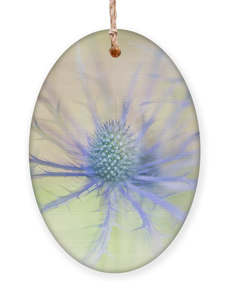 Sea Holly Ornament featuring the photograph Sea Holly Dance by Anita Nicholson