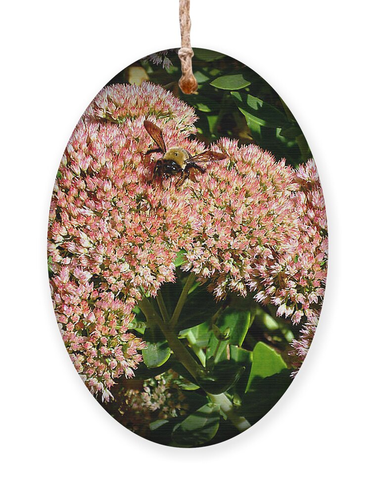 Nature Ornament featuring the photograph Sedum and Bee 013 by Mike McBrayer