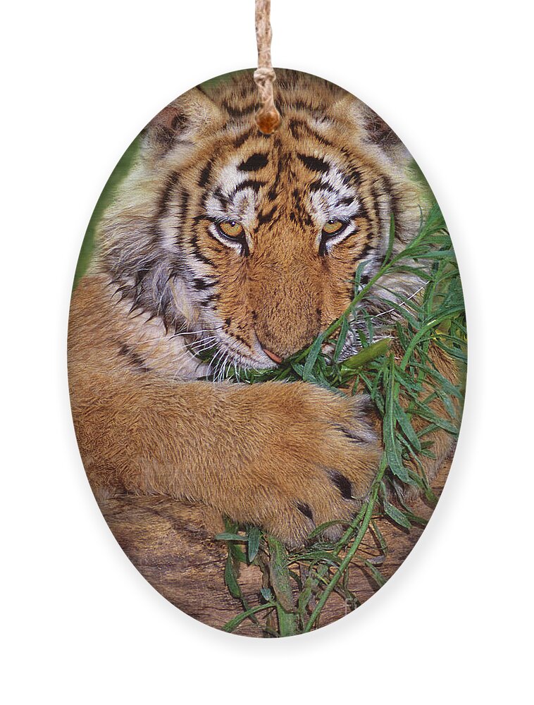 Siberian Tiger Ornament featuring the photograph Siberian Tiger Cub Endangered Species Wildlife Rescue by Dave Welling