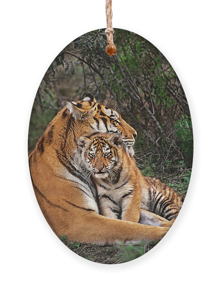Siberian Tiger Ornament featuring the photograph Siberian Tiger Mother and Cub Endangered Species Wildlife Rescue by Dave Welling