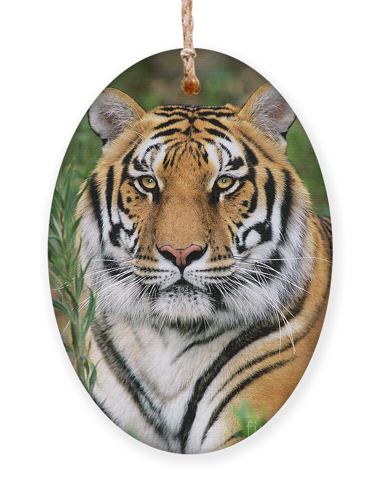 Siberian Tiger Ornament featuring the photograph Siberian Tiger Staring Endangered Species Wildlife Rescue by Dave Welling