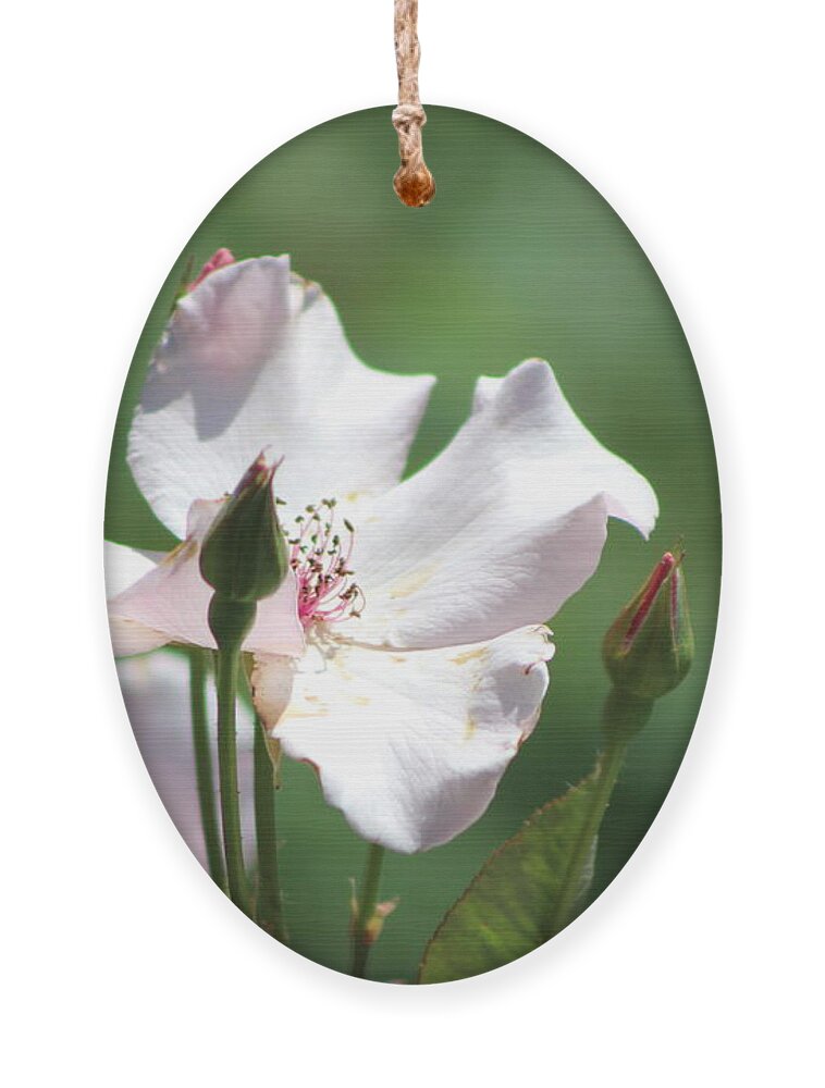 Misty Ornament featuring the photograph Single Classic Pink Country Rose and Buds by Colleen Cornelius