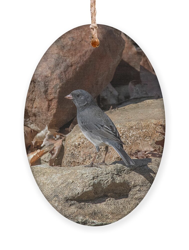 Nature Ornament featuring the photograph Slate-colored Junco DSB0339 by Gerry Gantt