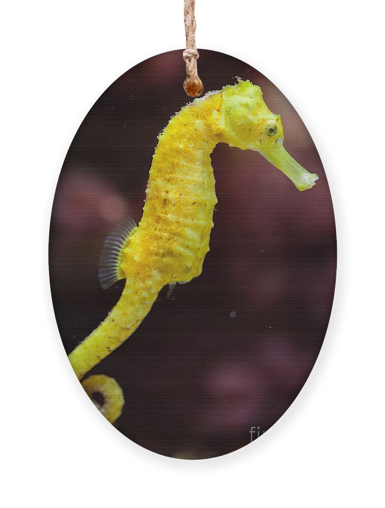 Bermuda Ornament featuring the photograph Slender Seahorse Hippocampus Reidi by Vladimir Wrangel