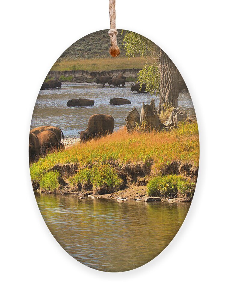 Bison Ornament featuring the photograph Slough Creek Bison Picnic by Adam Jewell