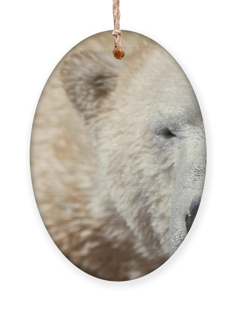 Wildlife Ornament featuring the photograph Smile by Robert WK Clark