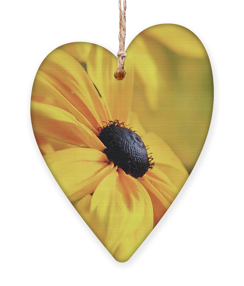 Daisy Ornament featuring the photograph Smothered In Gold by Christina Rollo