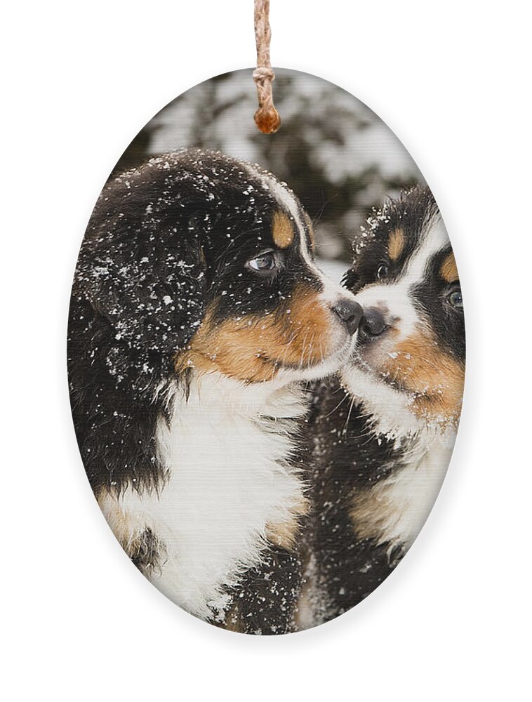 Pets Ornament featuring the photograph Snowy Bernese Mountain Dog Puppets by Einar Muoni