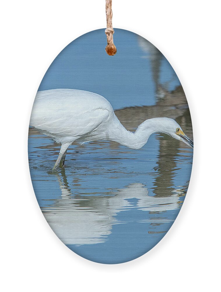 Nature Ornament featuring the photograph Snowy Egret DMSB0178 by Gerry Gantt